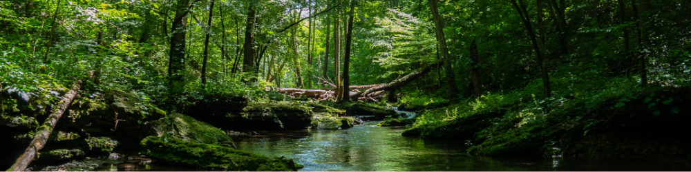 ecolimneau : Les recherches en cours au sein d'Ecolimneau